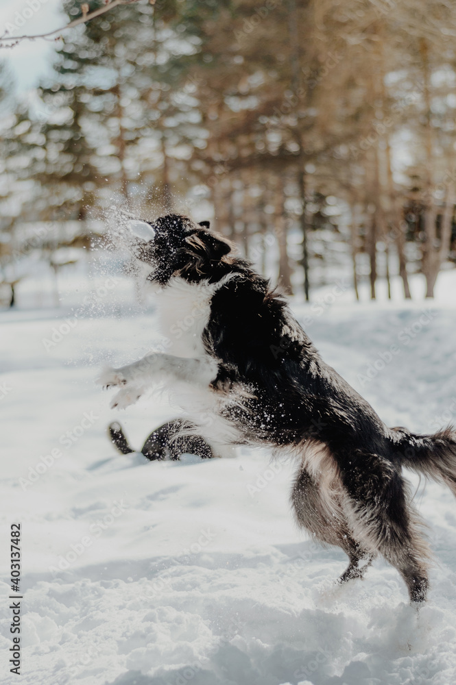 dog in snow dog in snow