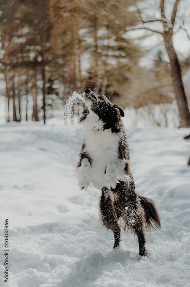 dog in snow dog in snow