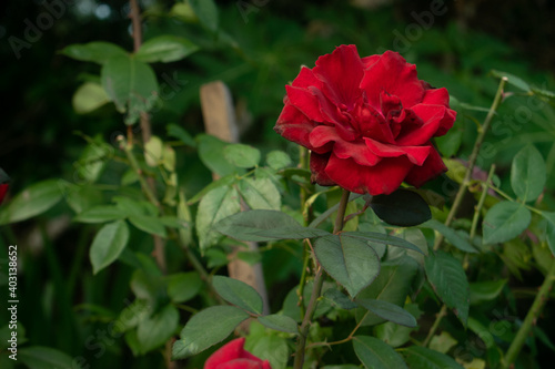 red rose flower