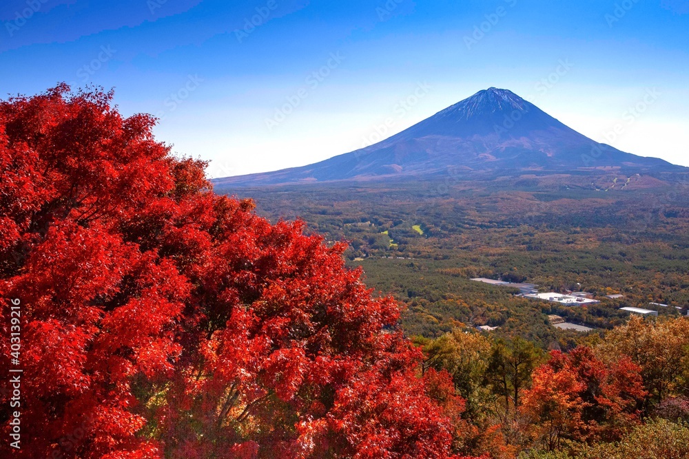 The view of Mount Fuji with large maple trees is turning red.