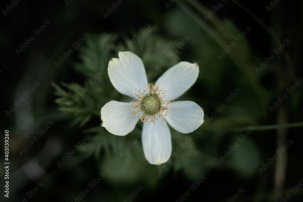 Maraposa Lily Muted Bloom Maraposa Lily Muted Bloom