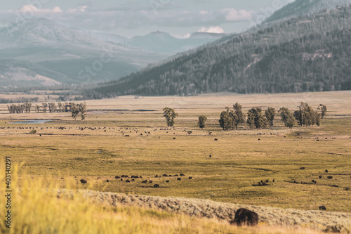 Muted Colors of Bison Herd in Hayden Valley