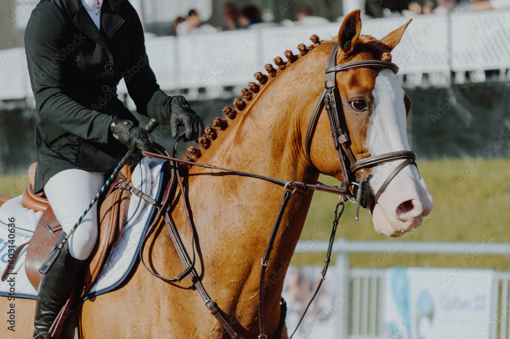 Obraz premium horse showjumping ring