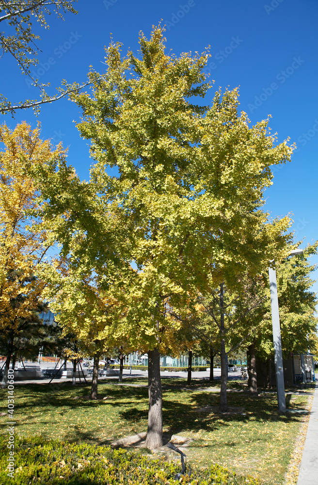 Naklejka premium Ginkgo tree in autumn