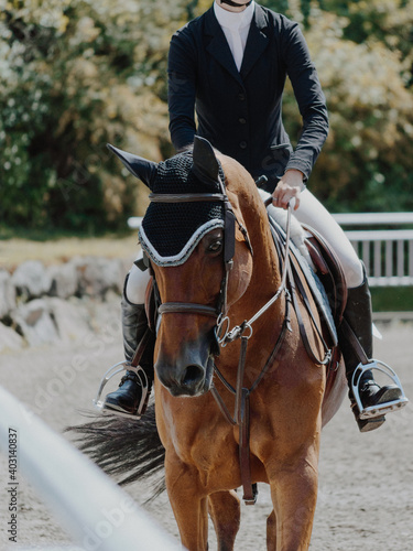 horse showjumping ring