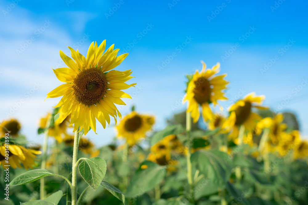 Sunflower with blue sky background Sunflower with blue sky background