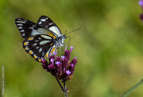 butterfly 2 © Paulo