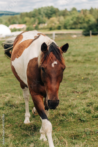 horse around barn © LaurieAnne