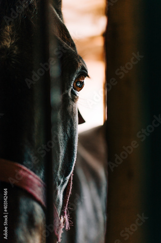 horse around barn