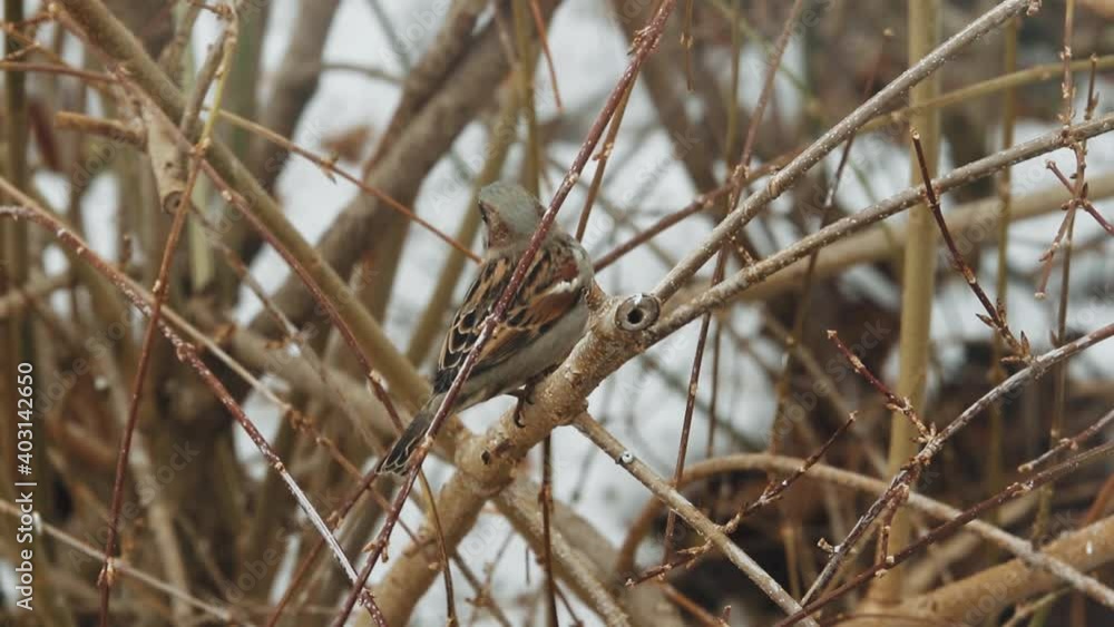 A single sparrow visits a branch for a moment, jumps up and turns around, then dashes off toward a nearby feeder. A single sparrow visits a branch for a moment, jumps up and turns around, then dashes off toward a nearby feeder.