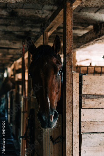 Fototapeta Naklejka Na Ścianę i Meble -  horse around barn
