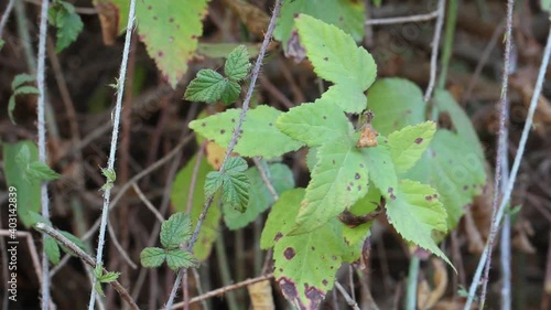 Green ternately compound ovate leaves of Pacific Blackberry, Rubus Ursinus, Rosaceae, native dioecious perennial semi-deciduous vine in Ballona Freshwater Marsh, Southern California Coast, Autumn. photo