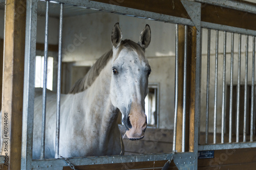 horse around barn