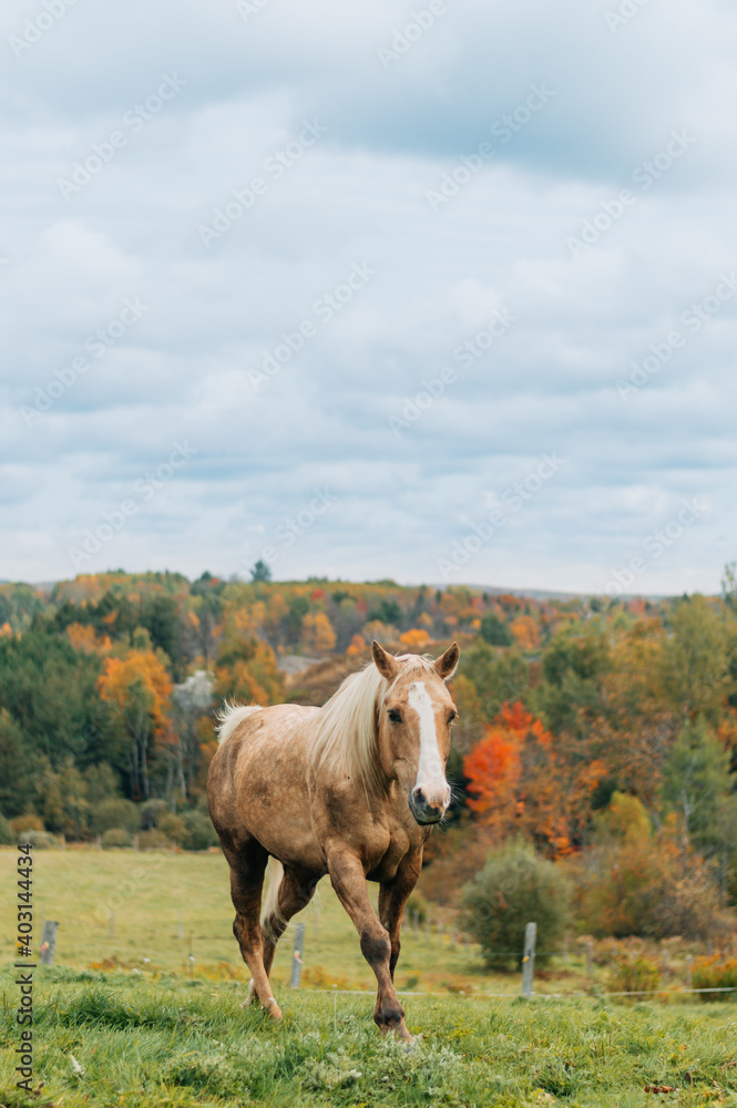 Fototapeta premium horse in field
