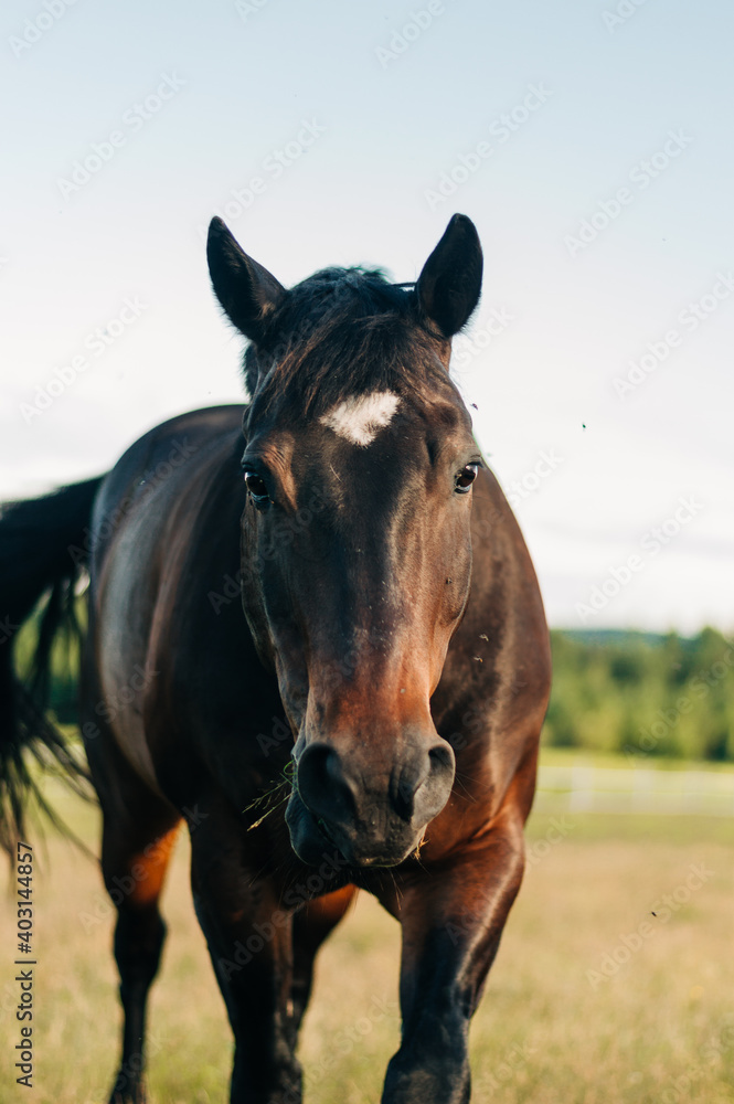 Obraz premium horse in field