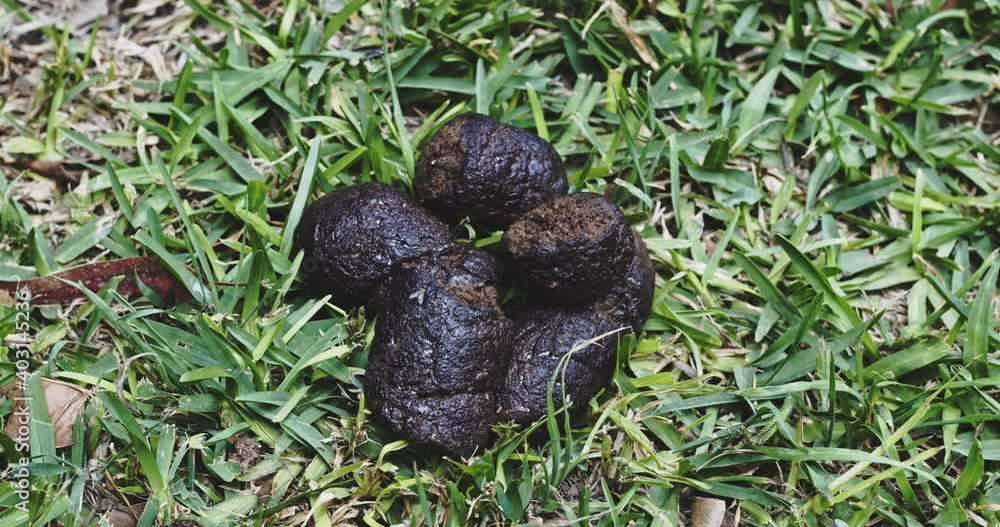 Dog poop with flies flying around Dog poop with flies flying around