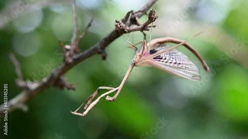 Heterochaetula straminea, Mantis, 4K Footage; forelegs positioned to the front while gently swaying, wings moving slowly, green bokeh background. photo