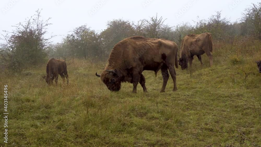 European bison herd with calves grazing in a bushy steppe,fog,Czechia. European bison herd with calves grazing in a bushy steppe,fog,Czechia.