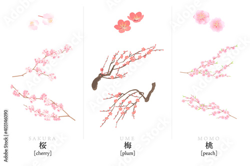桜、梅、桃のベクターイラスト
