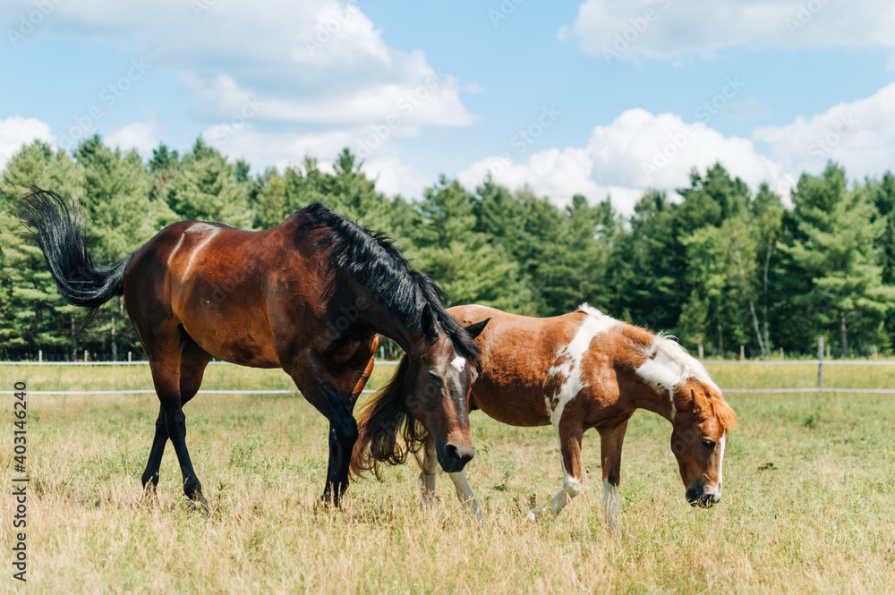 Obraz premium horse in field