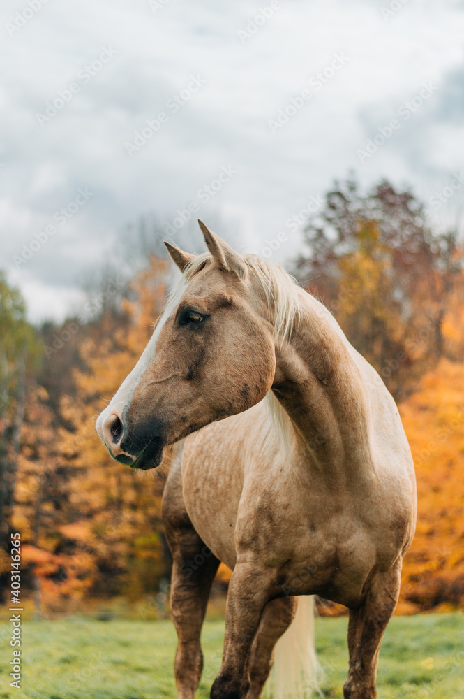 Obraz premium horse in field