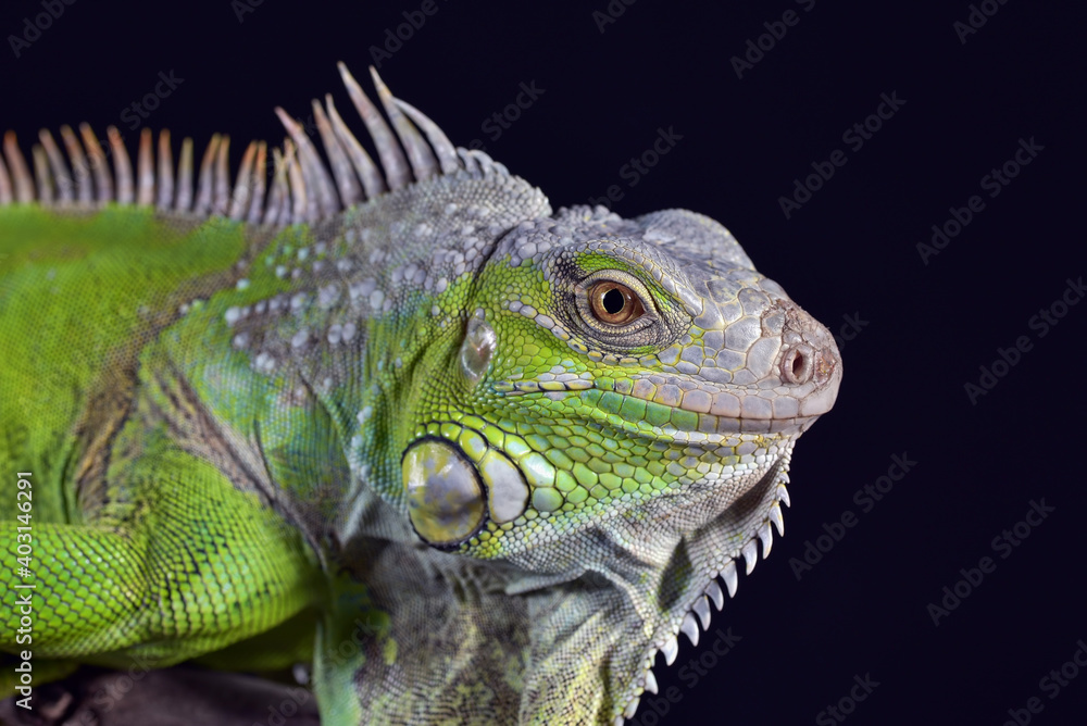 Big green iguana on isolated black background Big green iguana on isolated black background