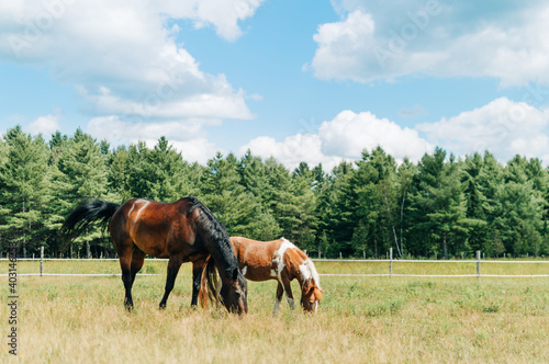 horse in field
