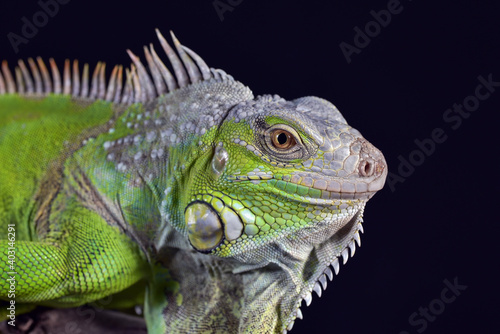 Big green iguana on isolated black background