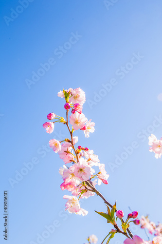 Cherry Tree Blossom Flowers. Spring Cherry Blossom. Blooming Flowers.