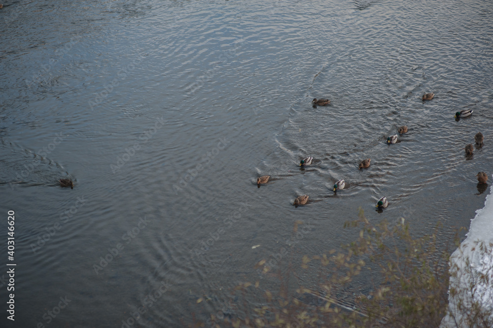 flock of ducks on the river in winter flock of ducks on the river in winter