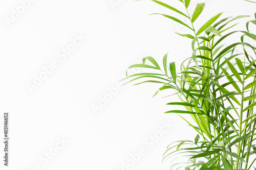 観葉植物のヤシ（テーブルヤシ） © plants_ka