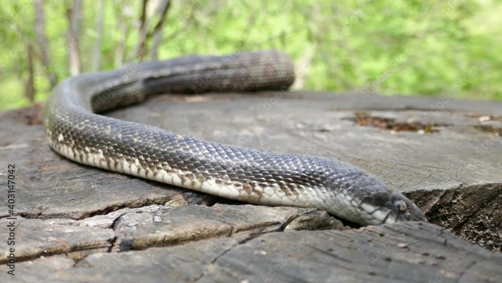 Snake crawling into hole in tree stump Snake crawling into hole in tree stump