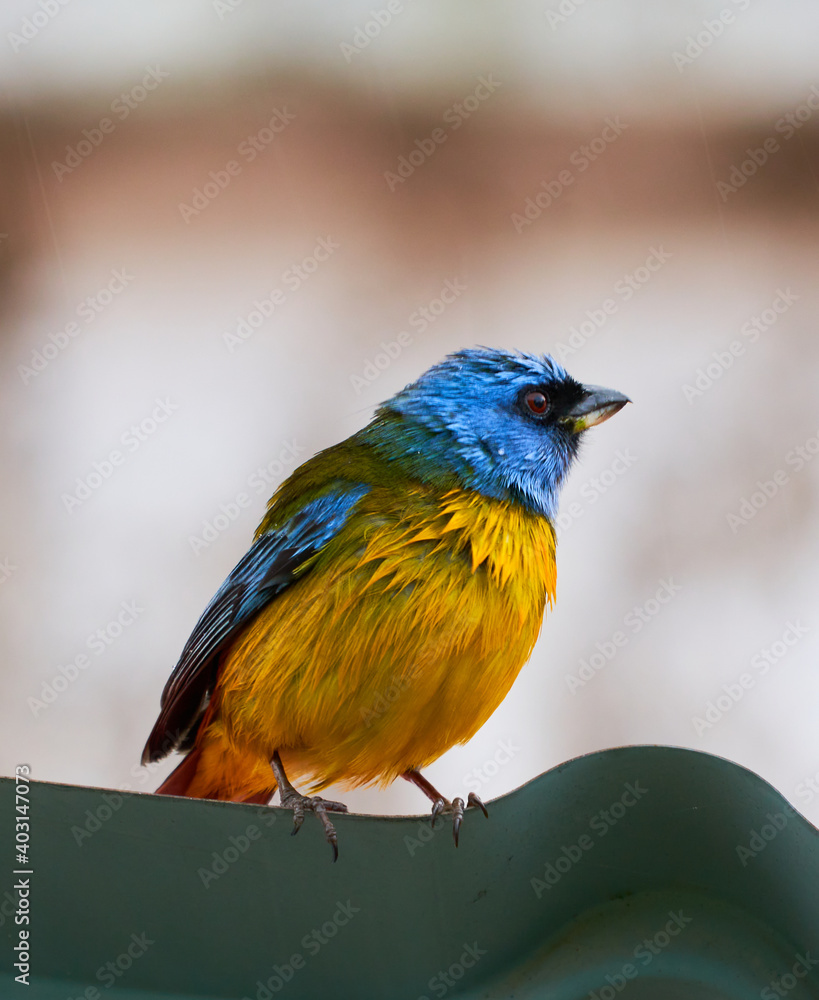 Pajaro amarillo con azul-yellow bird with blue