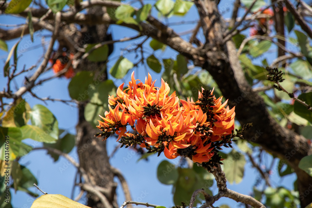 Beautiful Bastard Teak flower in blue sky background.(Butea monosperma)Common names include flame-of-the-forest,parrot tree or palash flower. Beautiful Bastard Teak flower in blue sky background.(Butea monosperma)Common names include flame-of-the-forest,parrot tree or palash flower.