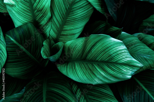 abstract green leaf texture  nature background  tropical leaf