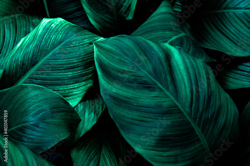 abstract green leaf texture, nature background, tropical leaf © PaToo