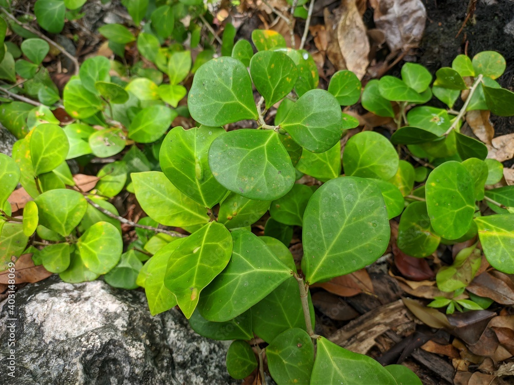 Tabat Barito Plants (Ficus Deltoidea Var Kunstleri) in the Tropical Nature of Borneo Tabat Barito Plants (Ficus Deltoidea Var Kunstleri) in the Tropical Nature of Borneo