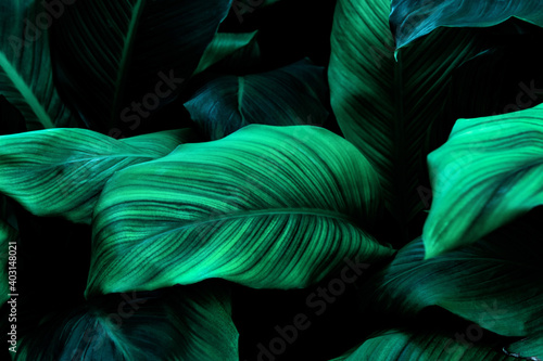 abstract green leaf texture, nature background, tropical leaf