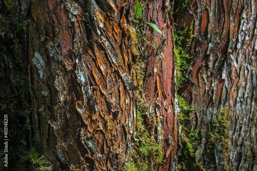 Tree Cortex Detailed Close-Up