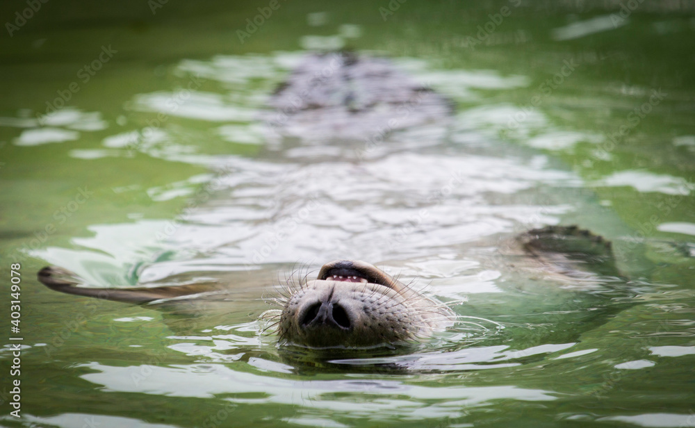 Obraz premium Upside-down seal in water.