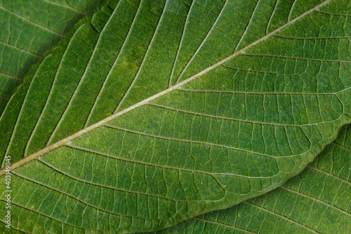 Extreme Close-Up of a Tree Leaf