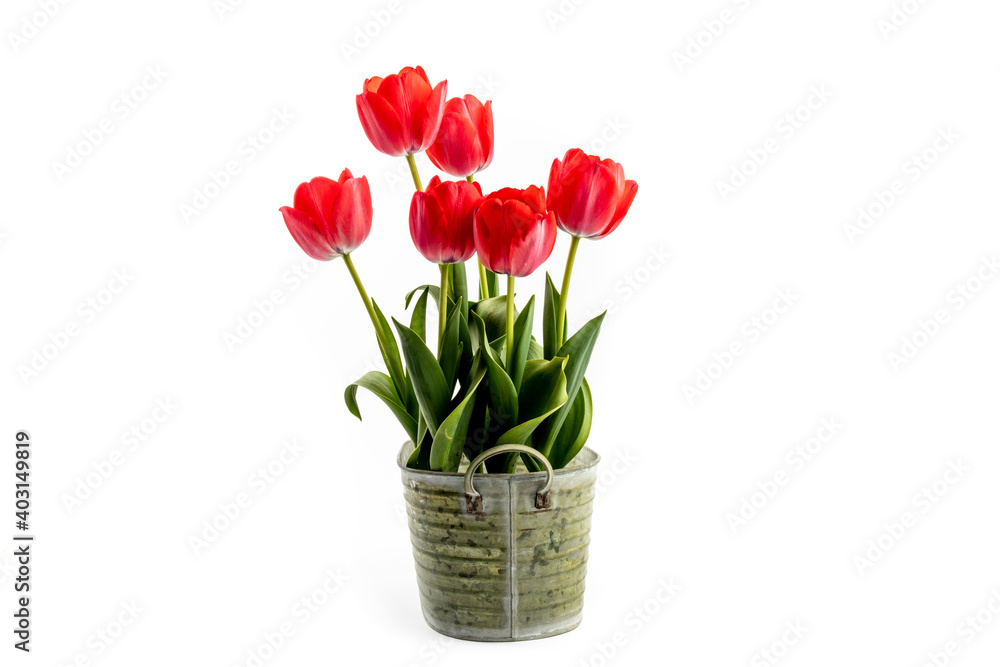 pink tulips growing in an old corroded galvanized tin bucket bucket isolated on white