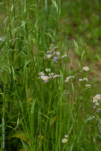 white flowers in the grass