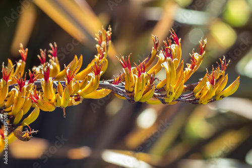 closeup of New Zealand mountain flax yellow flowers in bloom with blurred background photo