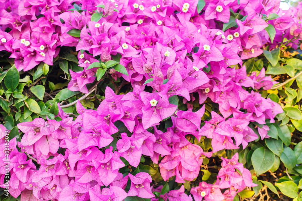 pink flowers pink flowers
