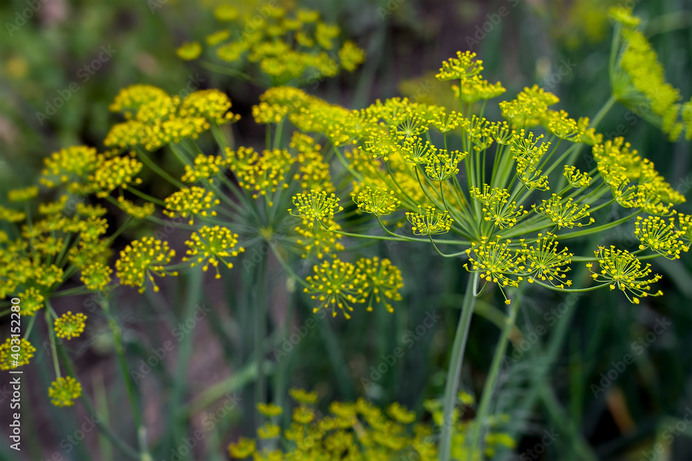 Fresh dill (Anethum graveolens) growing on the vegetable bed. Annual herb, family Apiaceae. Growing fresh herbs. Green plants in the garden, ecological agriculture for producing healthy food concept Fresh dill (Anethum graveolens) growing on the vegetable bed. Annual herb, family Apiaceae. Growing fresh herbs. Green plants in the garden, ecological agriculture for producing healthy food concept