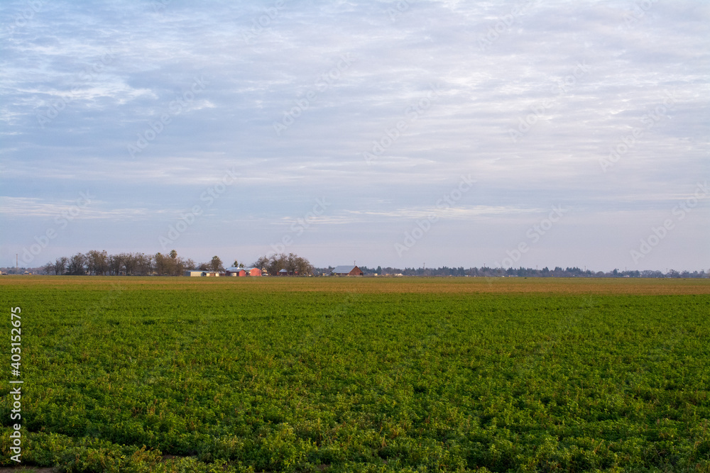 Alfalfa field crop with barn in horizon .