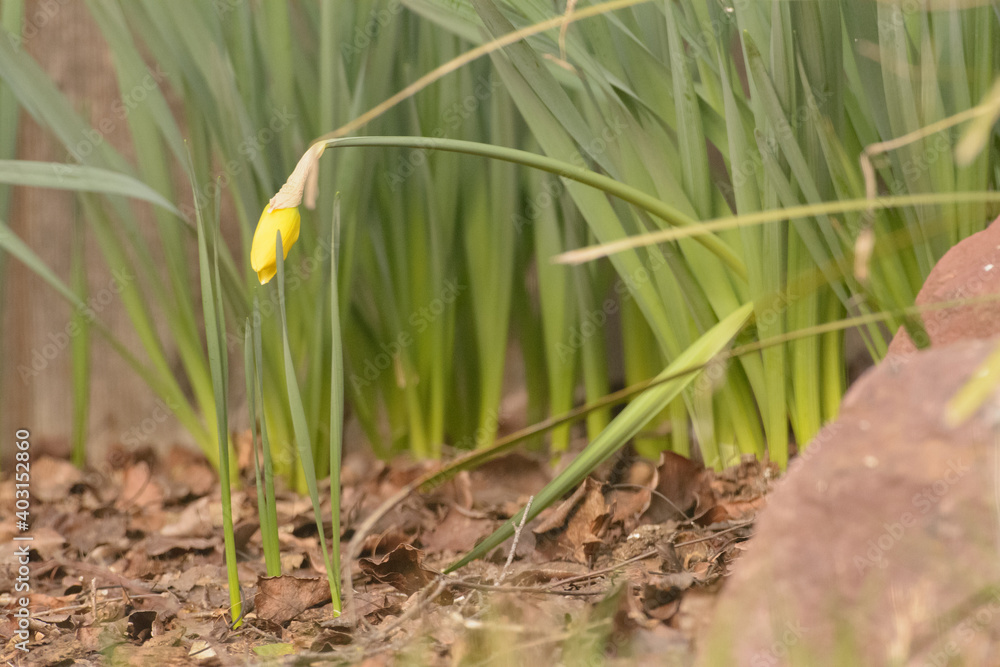 Yellow tulip flower starting to bloom . Yellow tulip flower starting to bloom .