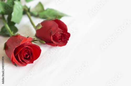 Closeup red rose on white bed background, love and romantic feeling concept