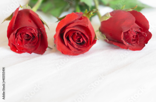 Closeup red rose on white bed background  love and romantic feeling concept